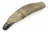 Fossil Pygmy Sperm Whale (Kogiopsis) Tooth - Florida #243367-1